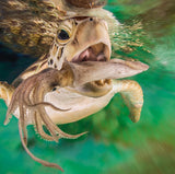 Ella’s Adventures In The Great Barrier Reef - Christian Miller AUSTRALIAN AUTHOR