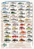 Fishers Fish Identification Card (Slate) - Qld & Great Barrier Reef / FG020L