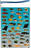 Divers Fish Identification Card (Slate) - Great Barrier Reef, Fishwatchers Guide / FG009L