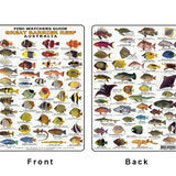 Divers Fish Identification Card (Slate) - Great Barrier Reef, Fishwatchers Guide / FG009L